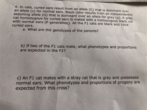 in cats curled ears result from an allele|SOLVED:In cats, curled ears result from an allele ( C u.